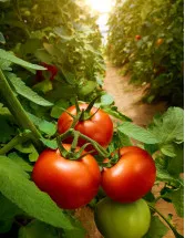 Tomato Market Analysis - APAC, North America, Europe, South America, Middle East and Africa - US, China, India, Indonesia, Spain - Size and Forecast 2023-2027