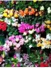 Cut Flowers Market Analysis Europe, North America, APAC, South America, Middle East and Africa - US, China, Germany, France, The Netherlands - Size and Forecast 2024-2028