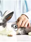 Veterinary Rapid Tests Market by Animal Type and Geography - Forecast and Analysis 2020-2024