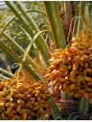 Date Palm Market Analysis Middle East and Africa, APAC, Europe, North America, South America - Egypt, Algeria, Saudi Arabia, Iran, France - Size and Forecast 2024-2028