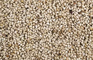 Sesame Seeds Market Size