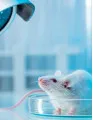Animal Genetics Market by Solution, End-user and Geography - Forecast and Analysis 2023-2027