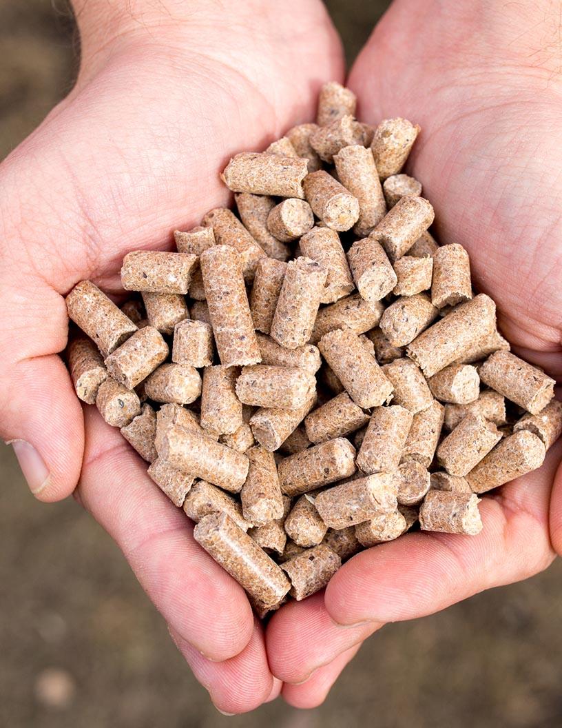 Animal Feed Market Analysis, Size, and Forecast 2025-2029: APAC (Australia, China, India, Japan, South Korea), Europe (Germany, UK), North America (US and Canada), South America (Brazil), and Middle East and Africa