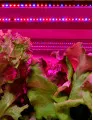 Light-emitting Diode (LED) Grow Lights Market by Application and Geography - Forecast and Analysis 2023-2027