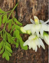 Moringa Products Market by Product and Geography - Forecast and Analysis 2022-2026