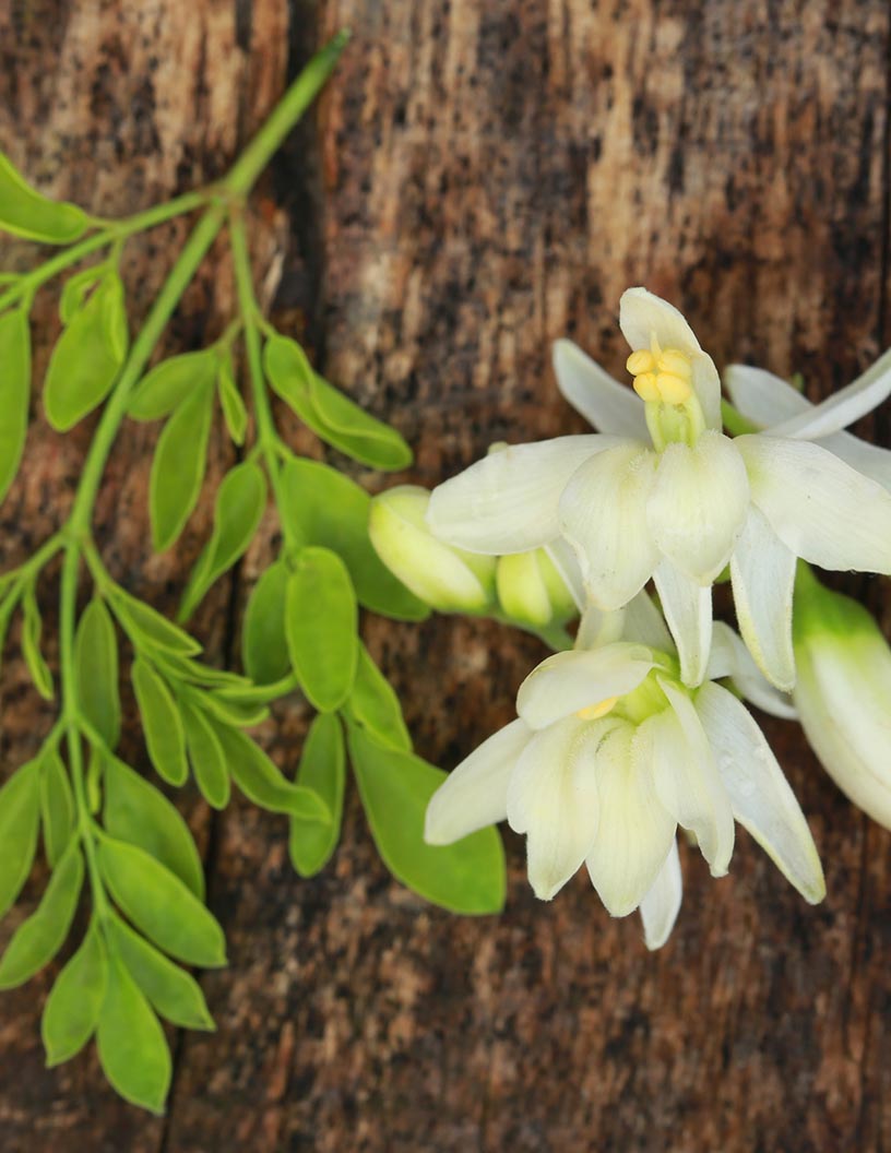 Moringa Products Market Analysis APAC, Europe, North America, Middle East and Africa, South America - US, India, China, Germany, UK - Size and Forecast 2024-2028