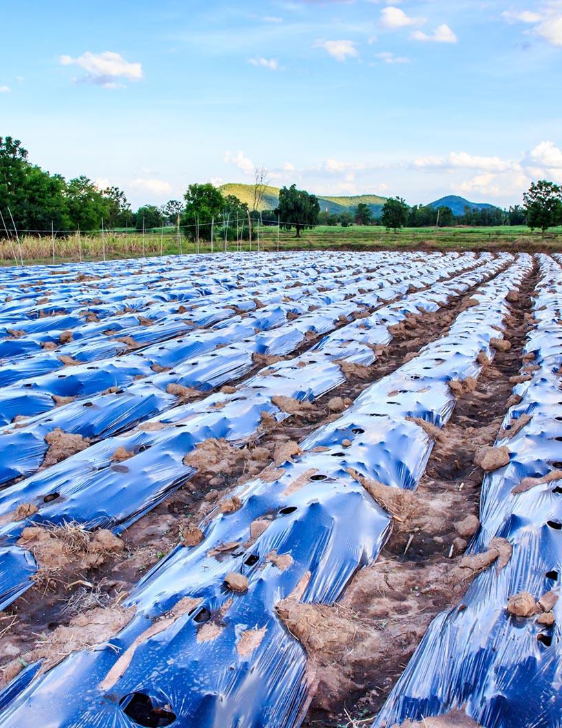 Agricultural Films Market Analysis, Size, and Forecast 2025-2029: APAC (Australia, China, India, Japan, South Korea), North America (US and Canada), Europe (Germany, UK), South America (Brazil), and Middle East and Africa