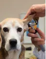 Animal Health Diagnostics Market by Type, End-user, and Geography - Forecast and Analysis 2023-2027