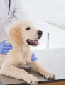 Animal Healthcare Market by Product, Animal Type, and Geography - Forecast and Analysis 2023-2027