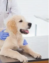 Animal Healthcare Market by Product, Animal Type, and Geography - Forecast and Analysis 2023-2027