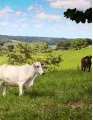 Grass-fed Beef Market by Product, Distribution channel, and Geography - Forecast and Analysis 2023-2027