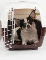 Global Animal Transportation Market by Type and Geography - Forecast and Analysis - 2021-2025