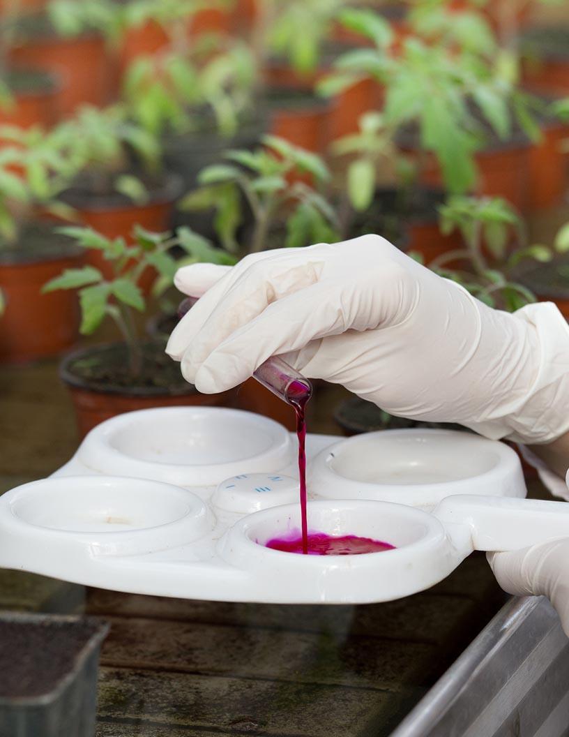 Agrochemicals Market Analysis, Size, and Forecast 2025-2029: North America (US and Canada), Europe (France, Germany, Italy, and UK), Middle East and Africa (Egypt, KSA, Oman, and UAE), APAC (China, India, and Japan), South America (Argentina and Brazil), and Rest of World (ROW)