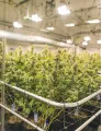 Greenhouse Horticulture Market by Product, Crop Type, and Geography - Forecast and Analysis 2023-2027