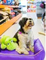 Pet Accessories Market Growth by End-user, Product, Distribution Channel, and Geography - Forecast 2023-2027