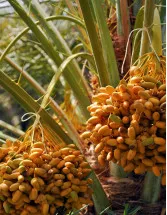Date Palm Market Analysis Middle East and Africa, APAC, Europe, North America, South America - Egypt, Algeria, Saudi Arabia, Iran, France - Size and Forecast 2024-2028
