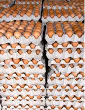 Egg Tray Market by Distribution Channel, Material and Geography - Forecast and Analysis 2023-2027