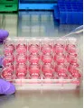 Cell Culture Market by Product, End-user, and Geography - Forecast and Analysis 2023-2027