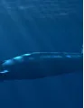 Submarine Power Cable Market by End-user and Geography - Forecast and Analysis 2022-2026