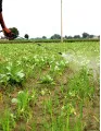 Agricultural Pesticides Market by Type, Product and Geography - Forecast and Analysis 2023-2027