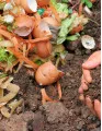 Agricultural Biologicals Market by Type, Application, and Geography - Forecast and Analysis 2023-2027