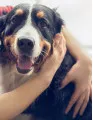 Companion Animal Specialty Drugs Market Analysis North America, Europe, Asia, Rest of World (ROW) - US, Germany, UK, China, Japan - Size and Forecast 2024-2028
