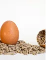 Feed Additives Market by Product and Geography - Forecast and Analysis 2021-2025