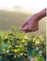 Crop Harvesting Robots Market Growth by Type, Product, and Geography - Forecast and Analysis 2023-2027
