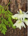 Floriculture Market by Product, Application, and Geography - Forecast and Analysis 2023-2027