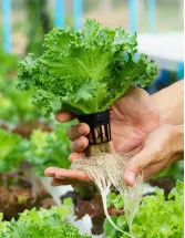 Hydroponics Technologies Market Analysis - Europe, APAC, North America, South America, Middle East and Africa - US, Canada, Japan, China, The Netherlands - Size and Forecast 2023-2027