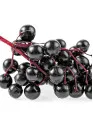 Elderberry Market by Application, Distribution Channel, and Geography - Forecast and Analysis 2023-2027