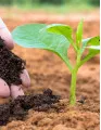 Organic Fertilizers Market by Deployment, Type and Geography- Forecast and Analysis 2023-2027