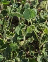 Dicamba Market by Application and Geography - Forecast and Analysis 2022-2026