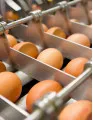 Egg Processing Equipment Market Analysis North America, Europe, APAC, South America, Middle East and Africa - US, Canada, China, Japan, France - Size and Forecast 2023-2027