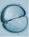 Cell Imagers Market by Product and Geography - Forecast and Analysis 2021-2025