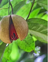 Tree Nuts Market Analysis APAC,Europe,North America,Middle East and Africa,South America - US,China,India,Germany,Spain - Size and Forecast 2023-2027