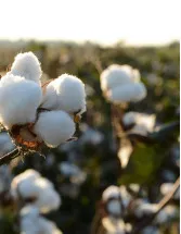 Cotton Market Analysis - APAC, Middle East and Africa, North America, South America, Europe - Turkey, China, India, Pakistan, Bangladesh - Size and Forecast 2023-2027