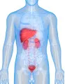 Premature Ejaculation Treatment Market by Route of Administration, Drug Class, and Geography - Forecast and Analysis 2022-2026