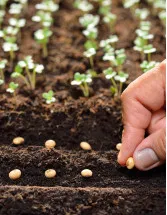 Seeds Market by Product, Type, and Geography - Forecast and Analysis 2023-2027