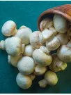 Medicinal values associated with mushrooms and growth potential in untapped markets are boosting the Mushroom Market |Forecast for  2023-2027|Technavio