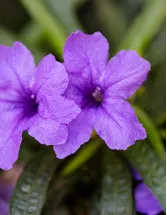 Malaysia Floriculture Market by Type and Sales Type - Forecast and Analysis 2022-2026