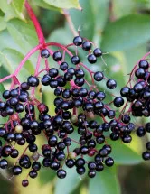 Elderberry Market in US by Distribution Channel and Application - Forecast and Analysis 2022-2026
