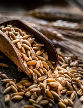 Farro Market Analysis Europe, North America, Middle East and Africa, APAC, South America - US, Italy, France, Germany, Switzerland - Size and Forecast 2024-2028