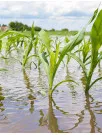 Crop Insurance Market Analysis North America,APAC,Europe,South America,Middle East and Africa - US,Canada,China,India,Spain - Size and Forecast 2024-2028