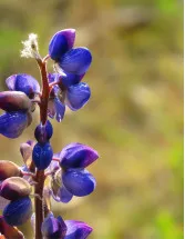 Lupin Market by Application and Geography - Forecast and Analysis 2022-2026
