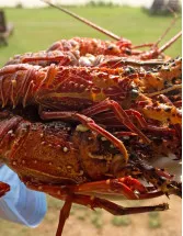 Lobster Market by End-user and Geography - Forecast and Analysis 2022-2026