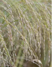 Teff Market by Product and Geography - Forecast and Analysis 2022-2026