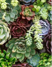 Succulent Plant Market by Type and Geography - Forecast and Analysis 2022-2026