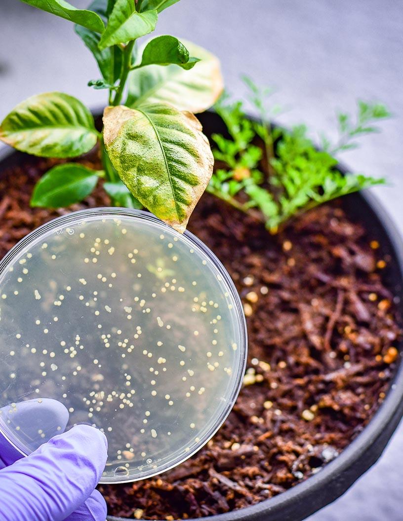 Agricultural Microbials Market Analysis, Size, and Forecast 2025-2029: North America (US and Canada), Europe (France, Germany, Italy, UK), APAC (China, India, Japan, South Korea), South America , and Middle East and Africa