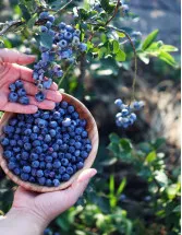 Blueberry Market Analysis North America, Europe, APAC, South America, Middle East and Africa - US, China, Germany, France, UK - Size and Forecast 2023-2027